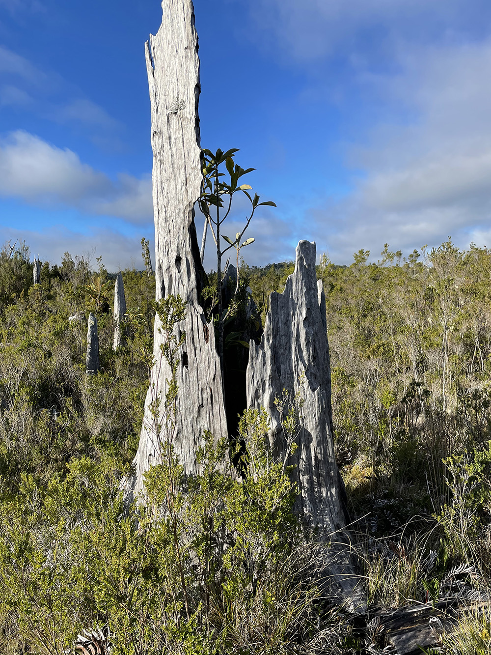 ARBOLES NATIVOS ESTAQUILLA